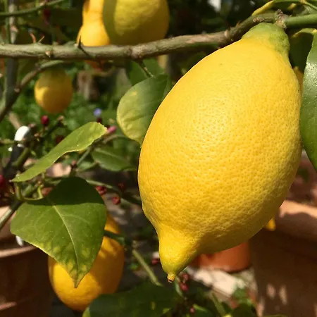 Διαμέρισμα Casa Limone Ammerbuch